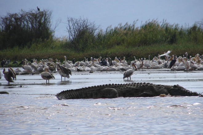 Krokodil v jezeru Čamo.