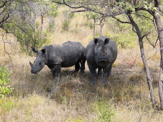 Nosoroga v narodnem parku Kruger.
