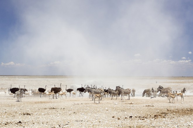 Živali v oblaku prahu v narodnem parku Etoša.