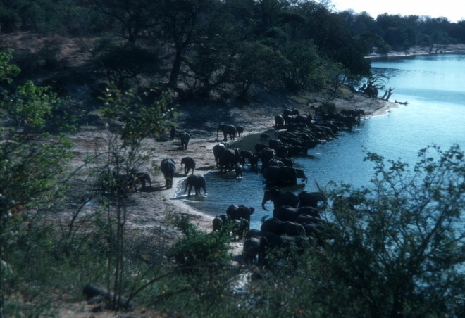 Čreda slonov pije vodo ob reki Čobe v Bocvani.
