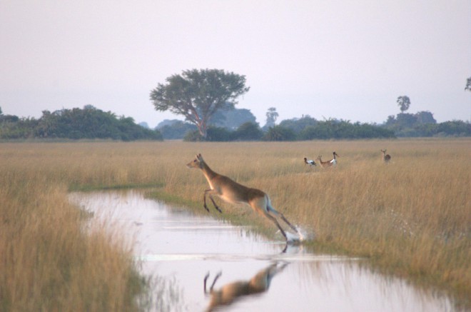 Skok antilope v narodnem parku Centralni Kalahari.