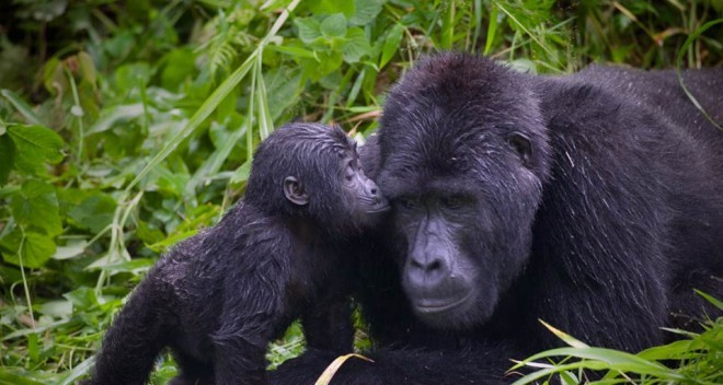Gorski gorili - mama in mladiček - v nedostopnem Bwindiju.