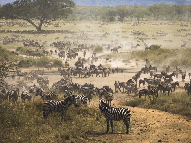 Migracija zeber v Tanzaniji.