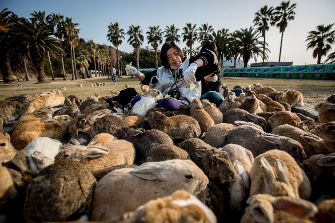 Otok zajcev na Japonskem.