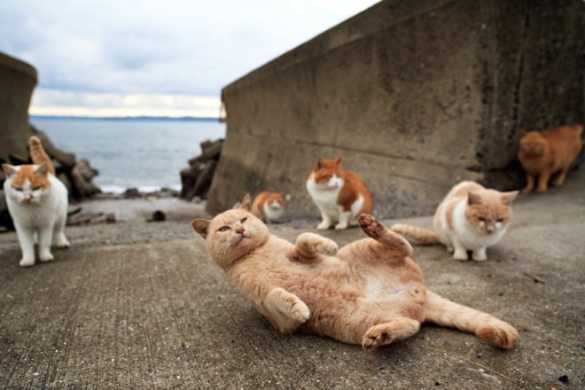 Mačke vladajo otoku Tashirojima.