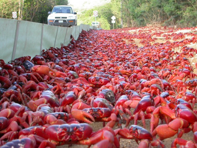 120 milijonov rdečih rakovic migrira v ocean.
