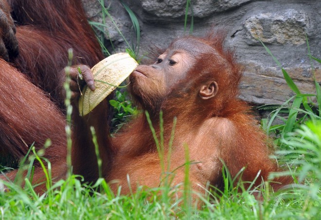 Orangutan