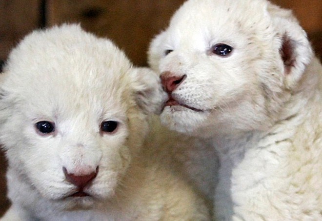 Cuccioli di leone bianco
