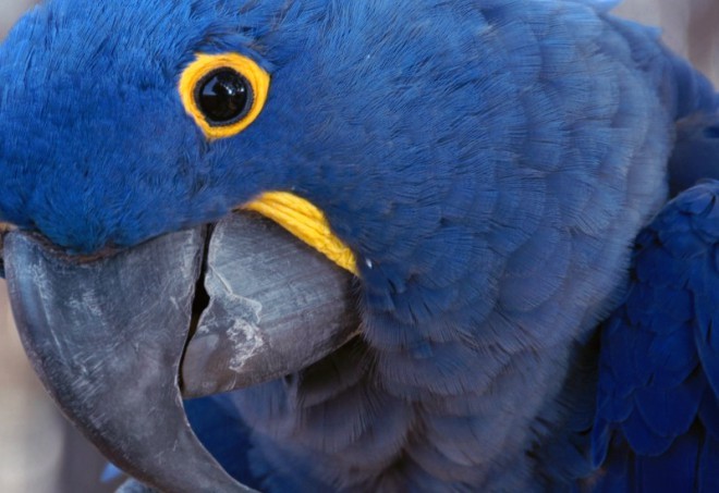 Modri papagaj