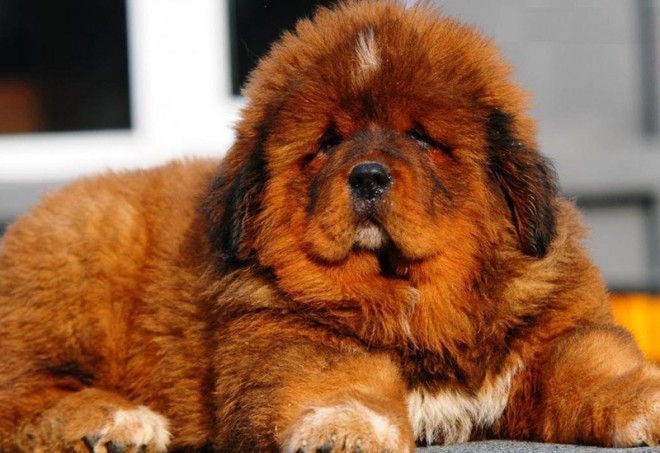 Tibetansk mastiff