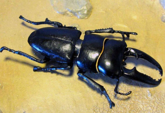 Carruba
