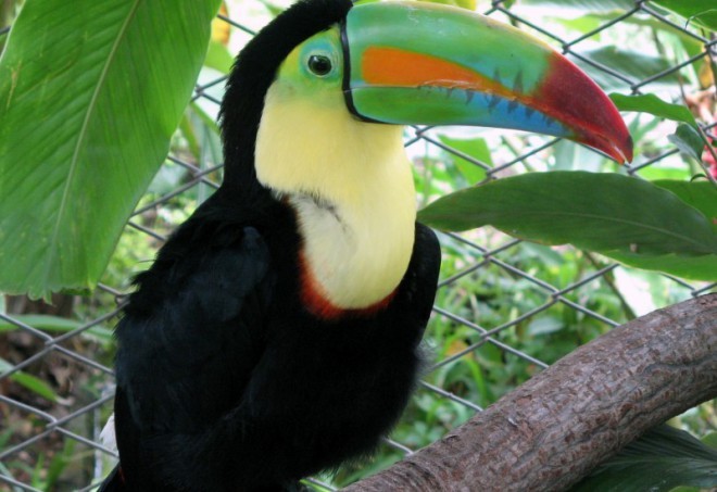 Tucano