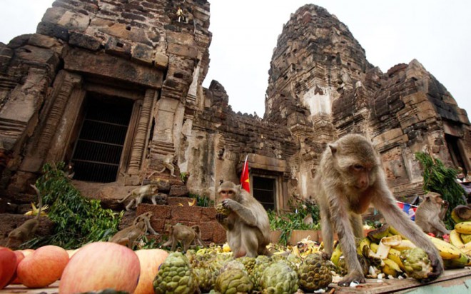 Monkey Feast, Thailand