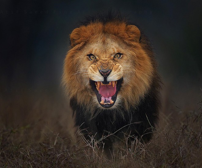 The lion saw prey in the photographer.