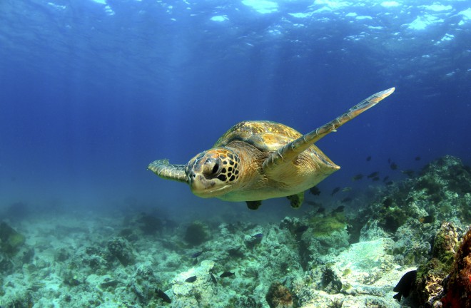 Na Wyspach Galapagos będziemy mogli podziwiać także żółwie.