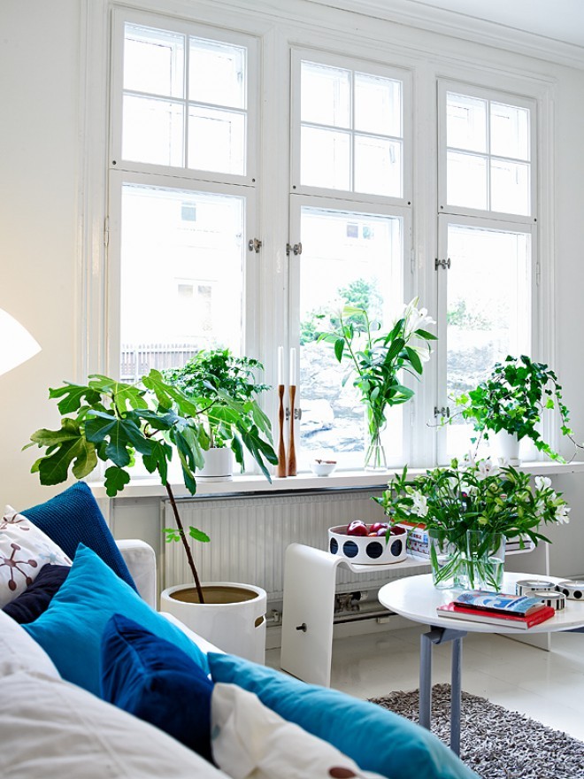 Indoor plants are more than just a beautiful decoration of the room.