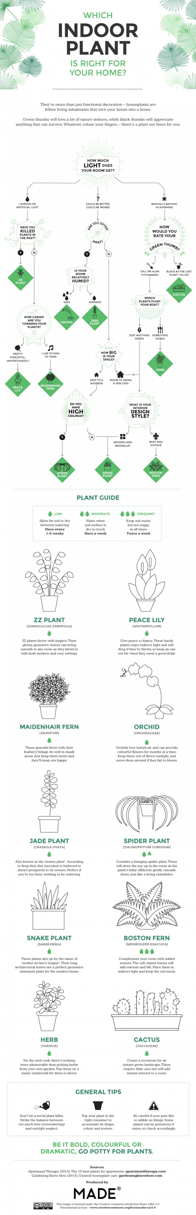 Katera sobna rastlina je prava izbira za vaš prostor?