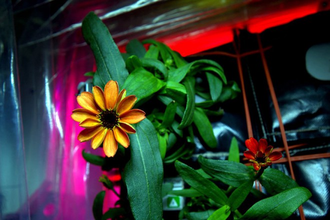 Zinnia, ensimmäinen avaruudessa kasvanut kukka.