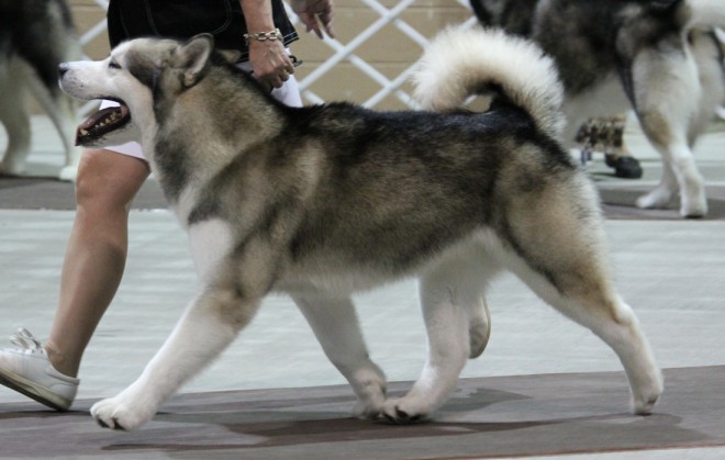 Malamute dell'Alaska