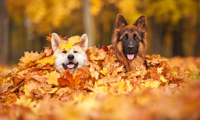 我们的宠物在秋天也会呼吸更顺畅。