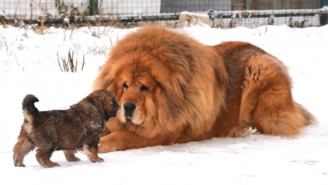 Tibetský mastiff