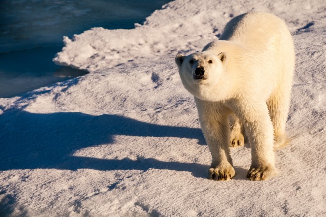 北極にはホッキョクグマだけが生息しているわけではありません... 