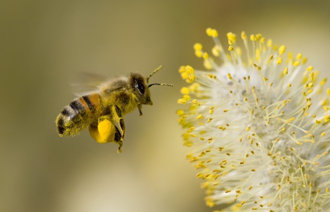 Bodo čebele razrešene dolžnosti?
