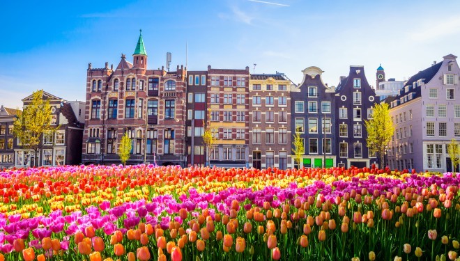 Champs de tulipes, Pays-Bas