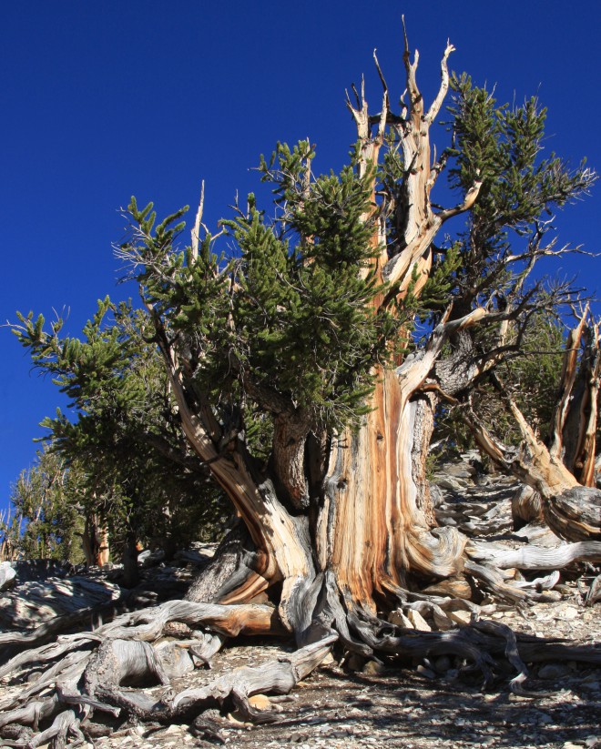장수 소나무는 세계에서 가장 오래 사는 나무입니다. 