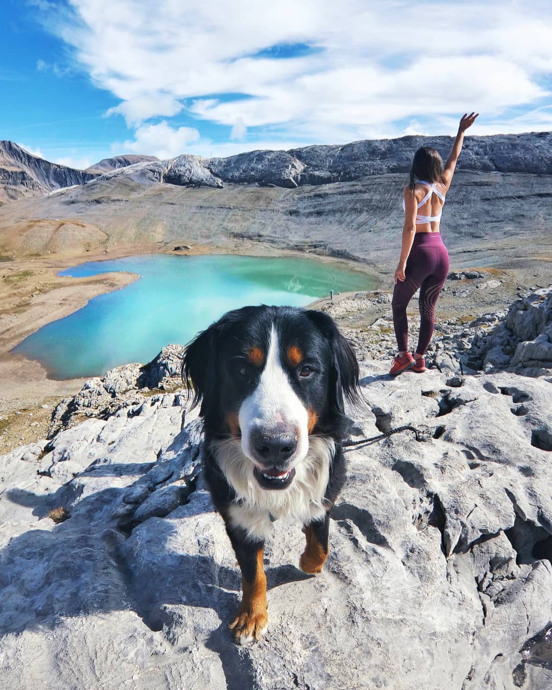 Bernski planšarski pes (Foto: IG @justinewdm)