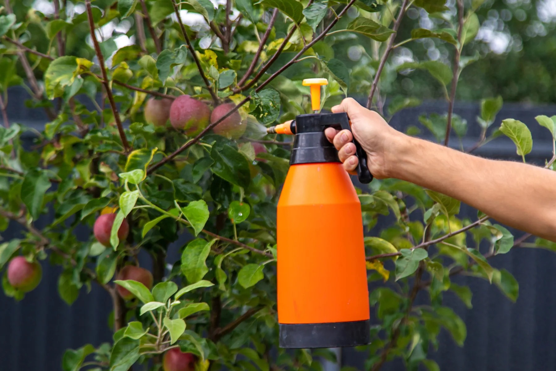 3 doma narejena škropiva proti ušem, pršicam in gosenicam – naravna zaščita za vaš vrt, brez pesticidov!