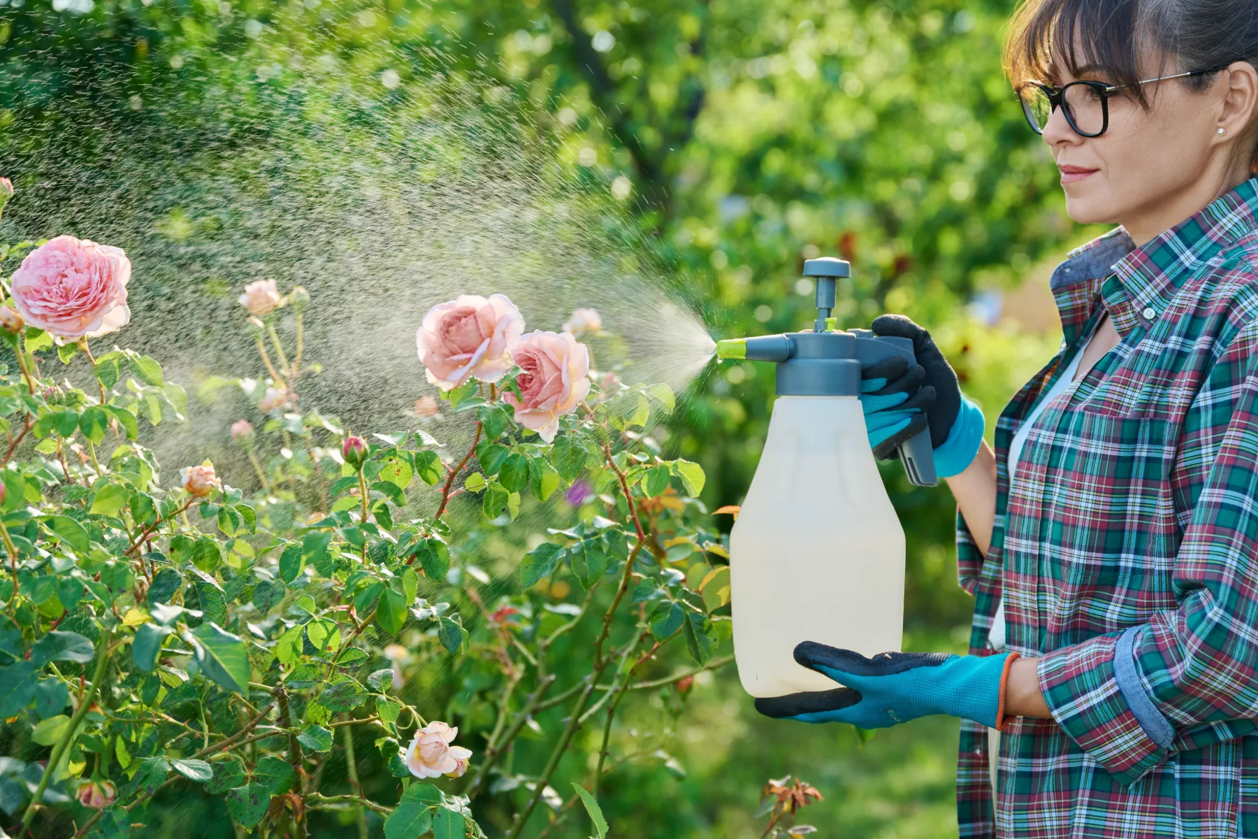 3 doma narejena škropiva proti ušem, pršicam in gosenicam – naravna zaščita za vaš vrt, brez pesticidov!