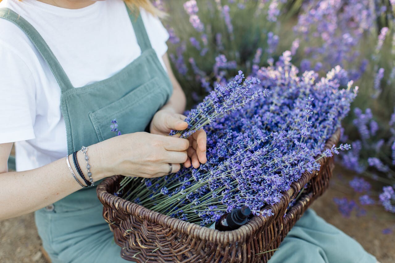 5 zdravstvenih tegob, ki jih lahko odpravite s sivko: od menstrualnih težav do izpadanja las
