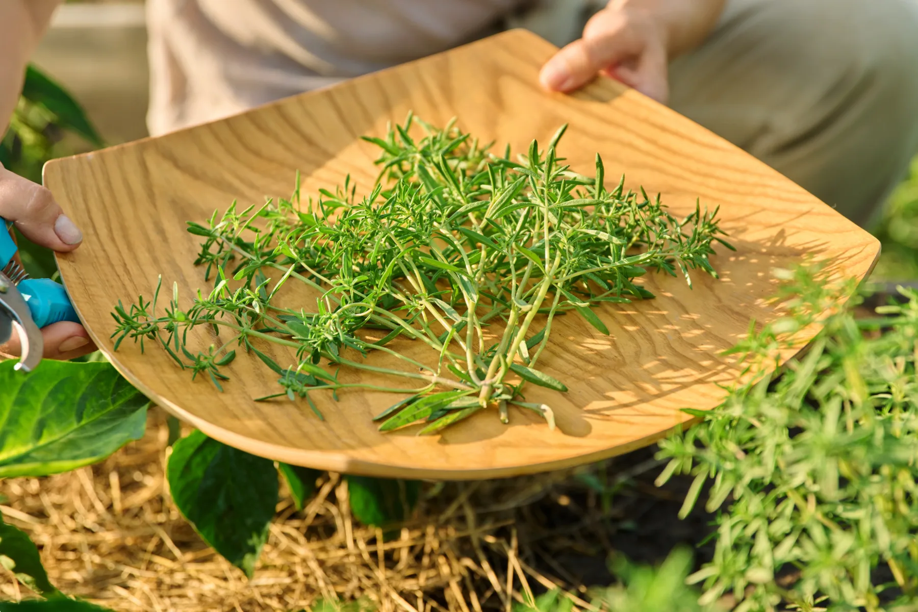 7 aromatičnih zelišč, ki odlično uspevajo v vodi – za urbane vrtičkarje z dišečim vrtičkom v kozarcu