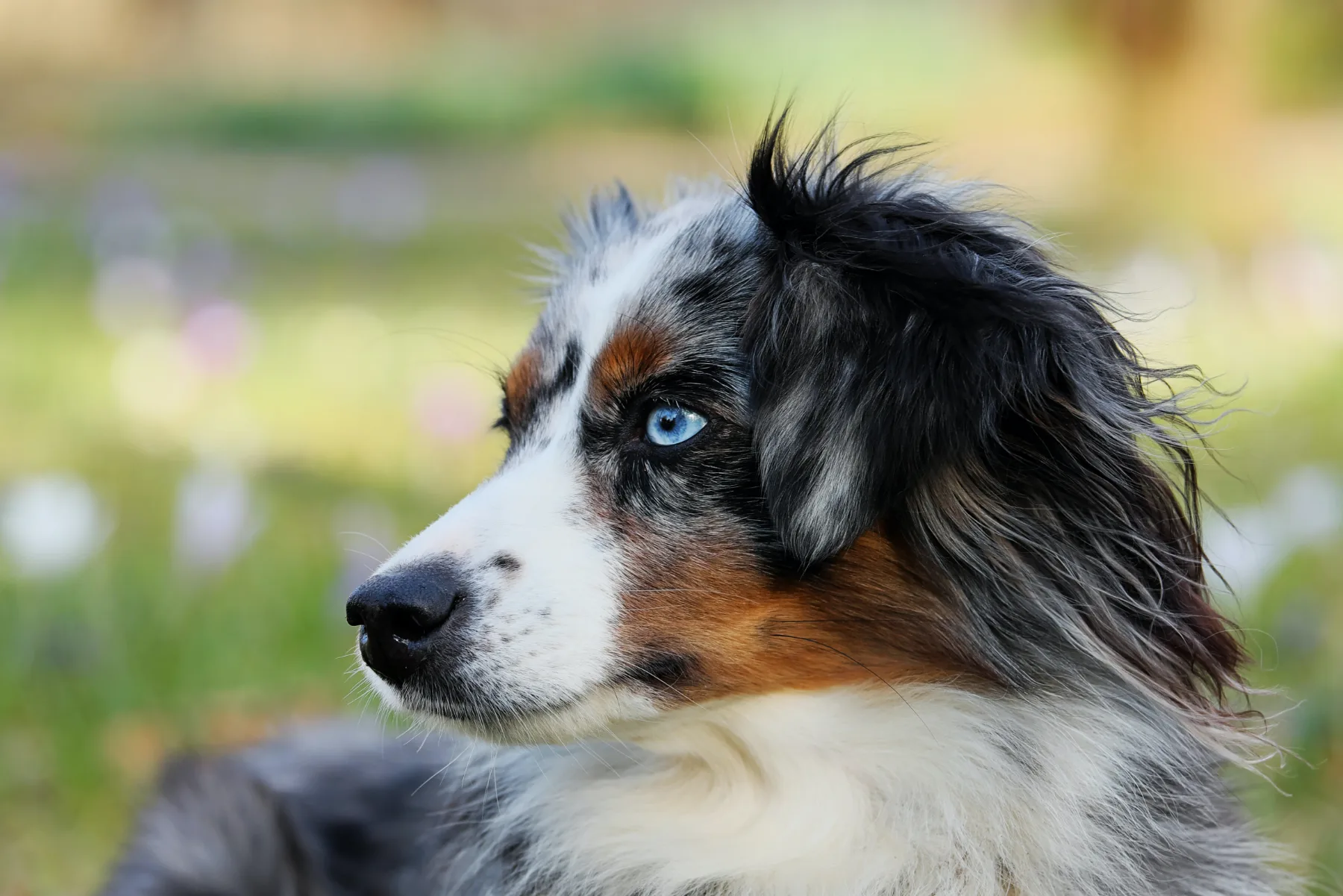7 pasem psov, ki jih je najtežje dresirati: Trmasti, neodvisni in genialni – ti kužki niso za začetnike