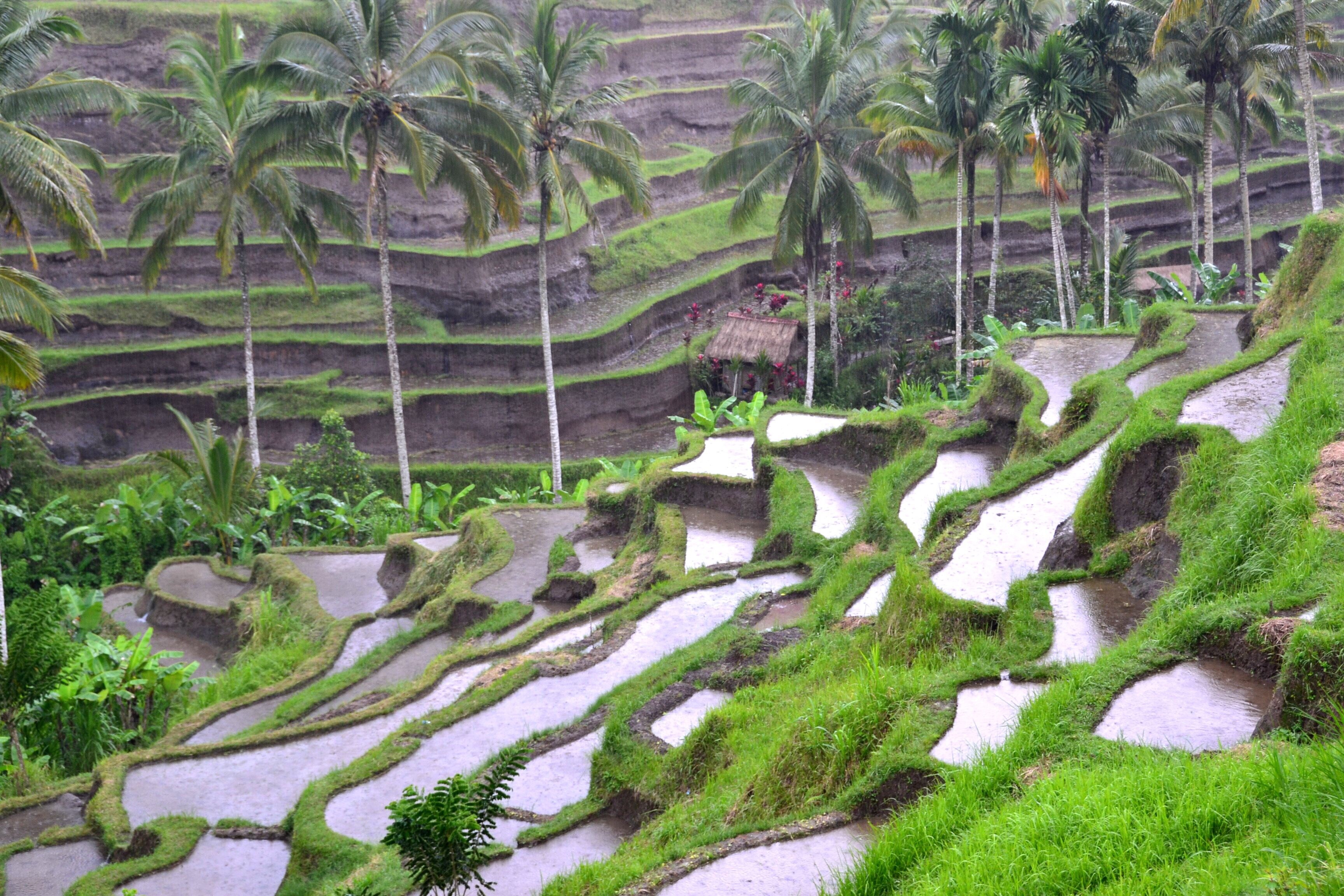Bali: rajska destinacija za hedoniste, surfarje in jogije