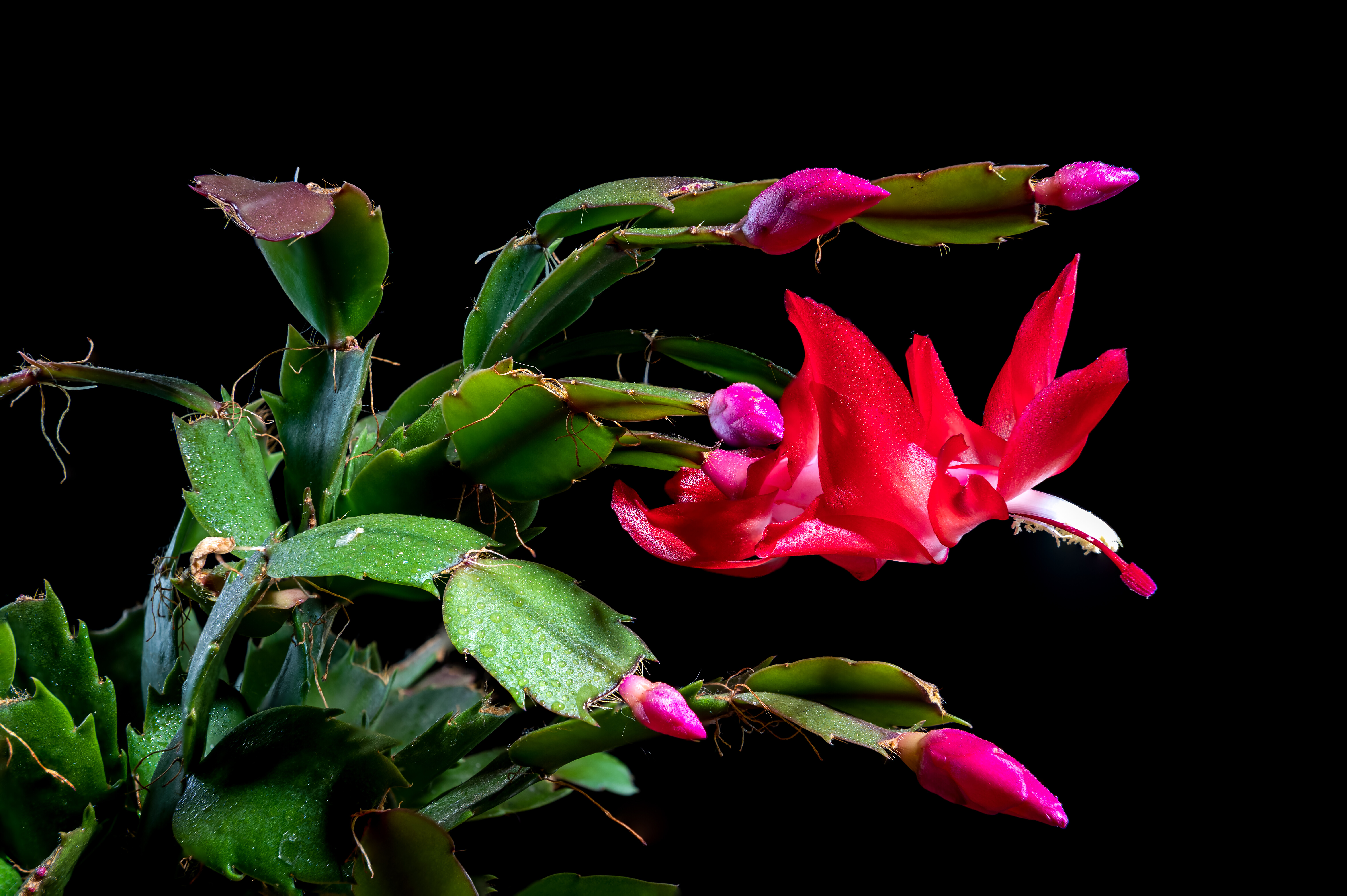 Božični kaktus ali schlumbergera: roža, ki prinaša srečo in veselje v dom