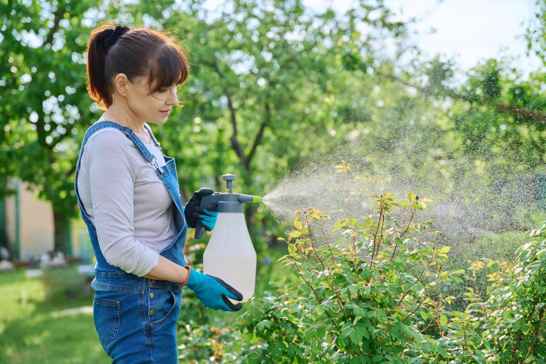 Domače škropivo proti listnim ušem – naravni insekticid, ki reši vaše rastline, preden uši prevzamejo oblast