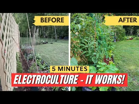 Ekološko vrtnarjenje s starodavno tehniko, ki resnično dela čudeže – bakrene spirale za bujno rast rastlin brez gnojil in pesticidov!