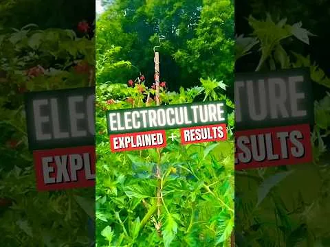 Ekološko vrtnarjenje s starodavno tehniko, ki resnično dela čudeže – bakrene spirale za bujno rast rastlin brez gnojil in pesticidov!
