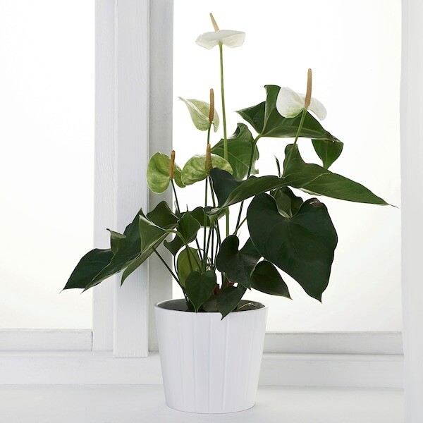 Lončnica / Foto: ikea