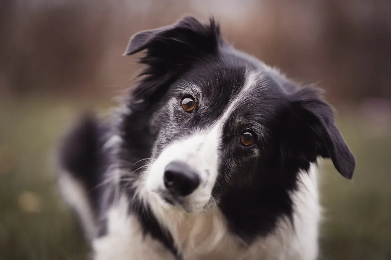 Kaj vam pes sporoča, ko ob poslušanju nagne glavo? Veterinar razkriva, kaj se takrat plete v njegovih možganih