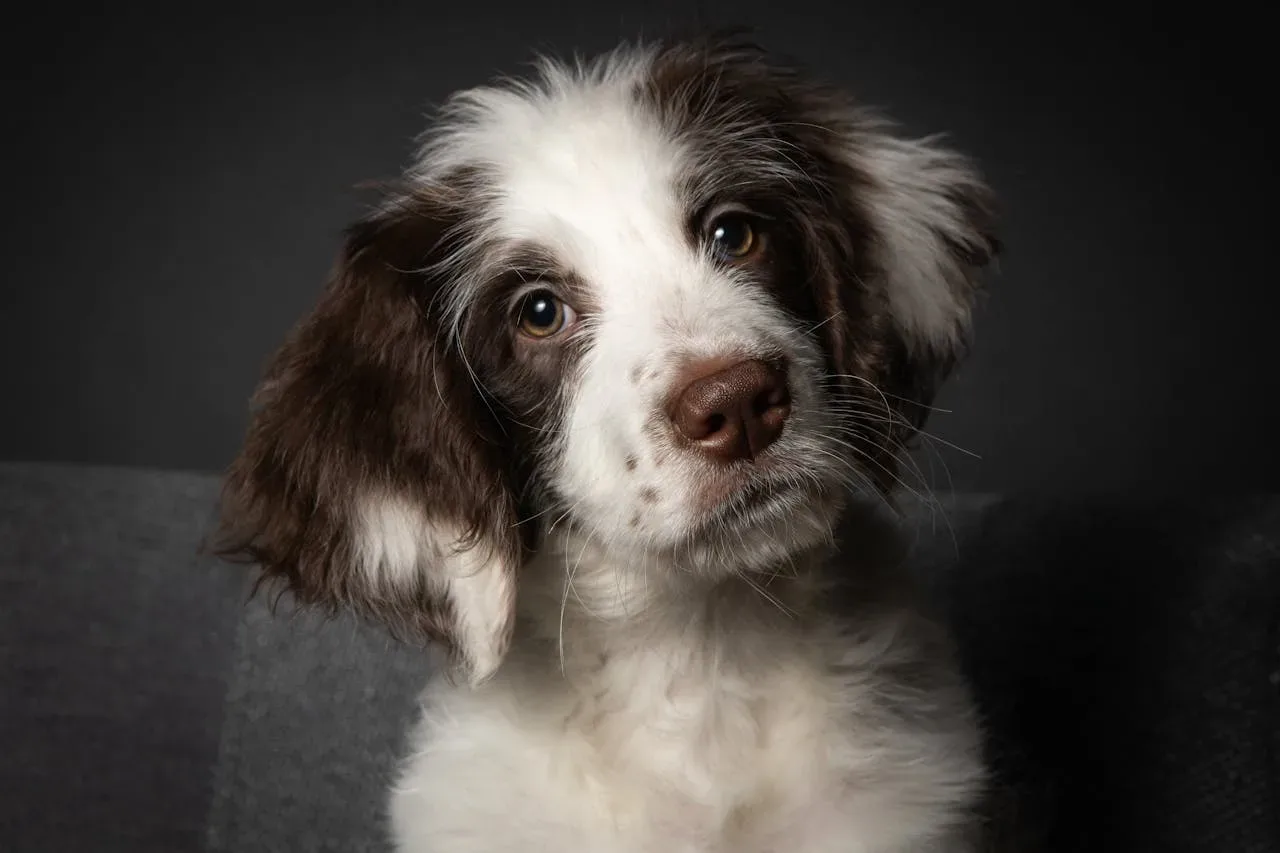 Kaj vam pes sporoča, ko ob poslušanju nagne glavo? Veterinar razkriva, kaj se takrat plete v njegovih možganih