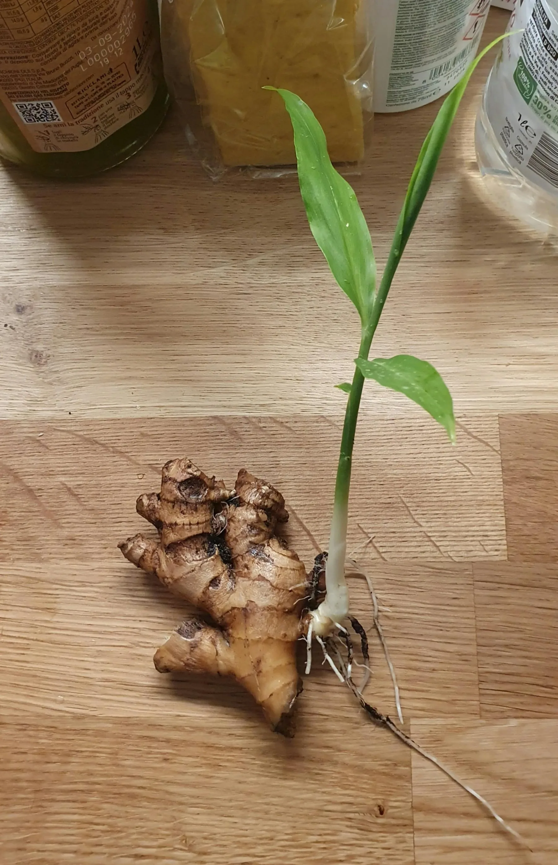 Kako ingver gojiti doma? Preprosto, cenovno ugodno in popolno za vsako kuhinjo