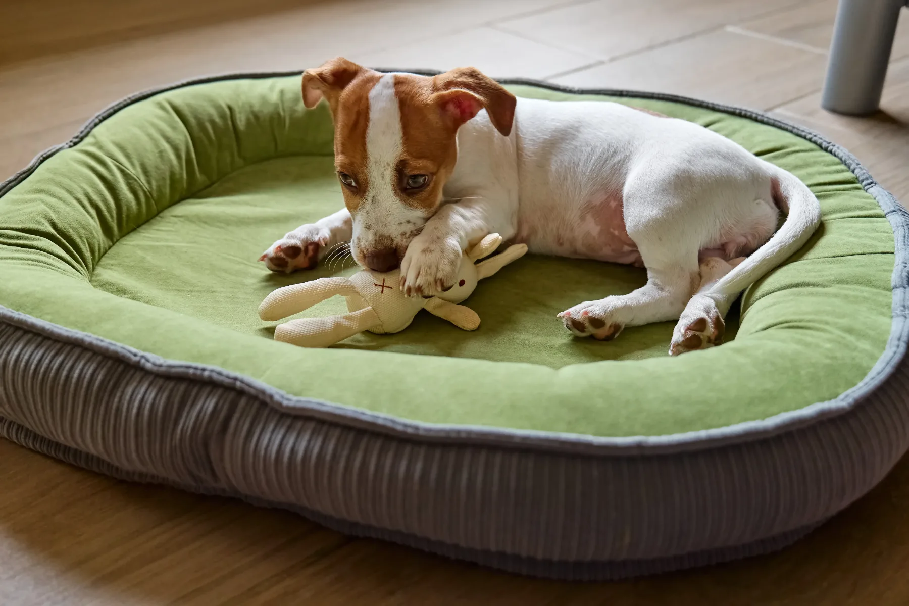 Kako pogosto moraš prati pasjo posteljo? Veterinarji opozarjajo: nevarnost preži tudi nate!