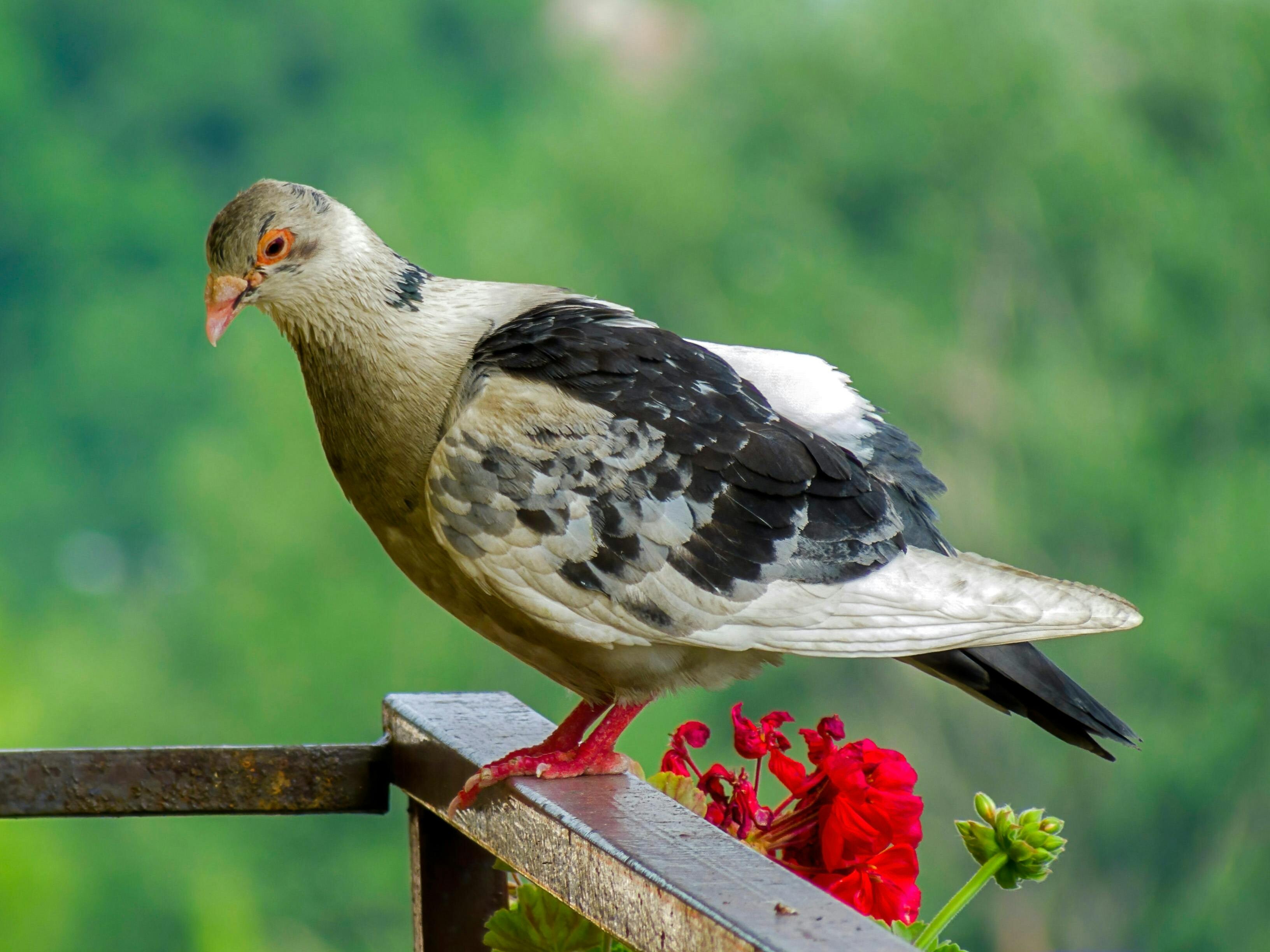 Kako učinkovito odgnati golobe in ostale ptice s terase ali balkona?