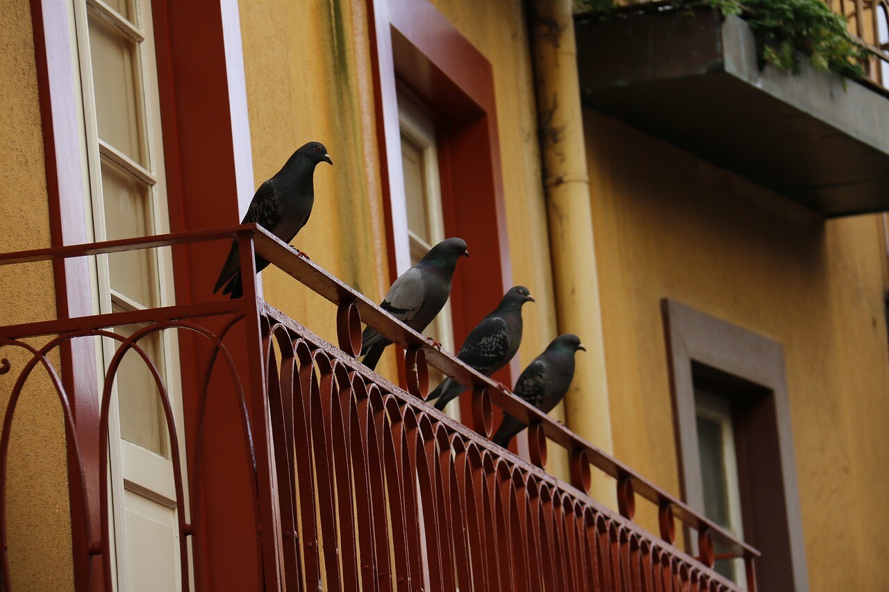 Kako učinkovito odgnati golobe in ostale ptice s terase ali balkona?