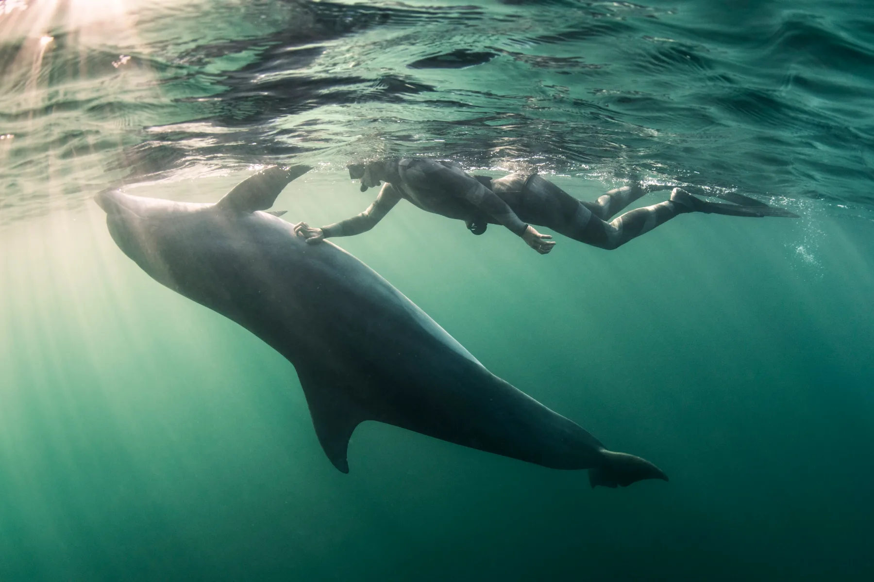 Katera živalska aura te vodi? Spoznaj, katera zver živi v tebi, te oblikuje in pomaga sprejemati odločitve!