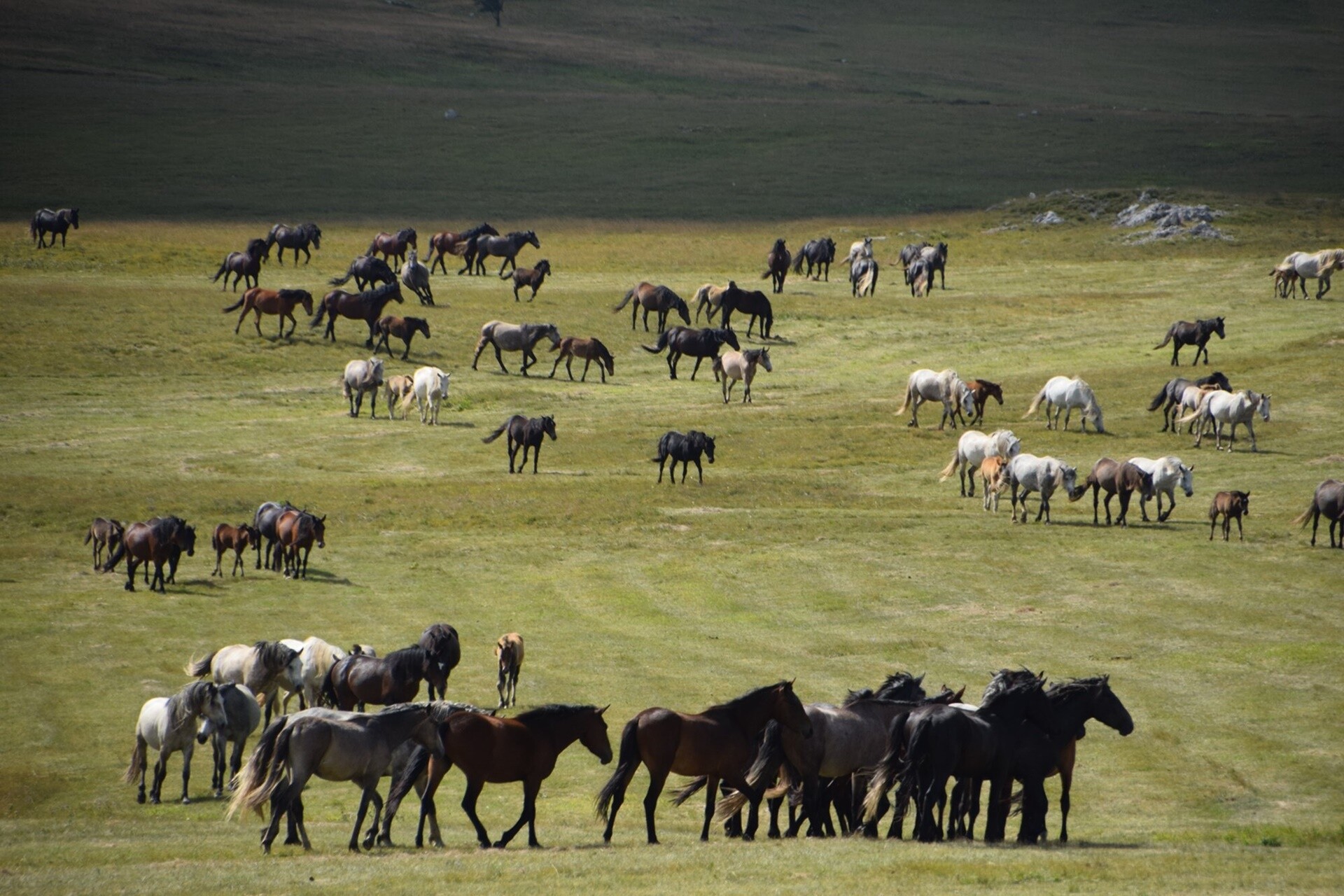 Foto: livnowildhorses.com