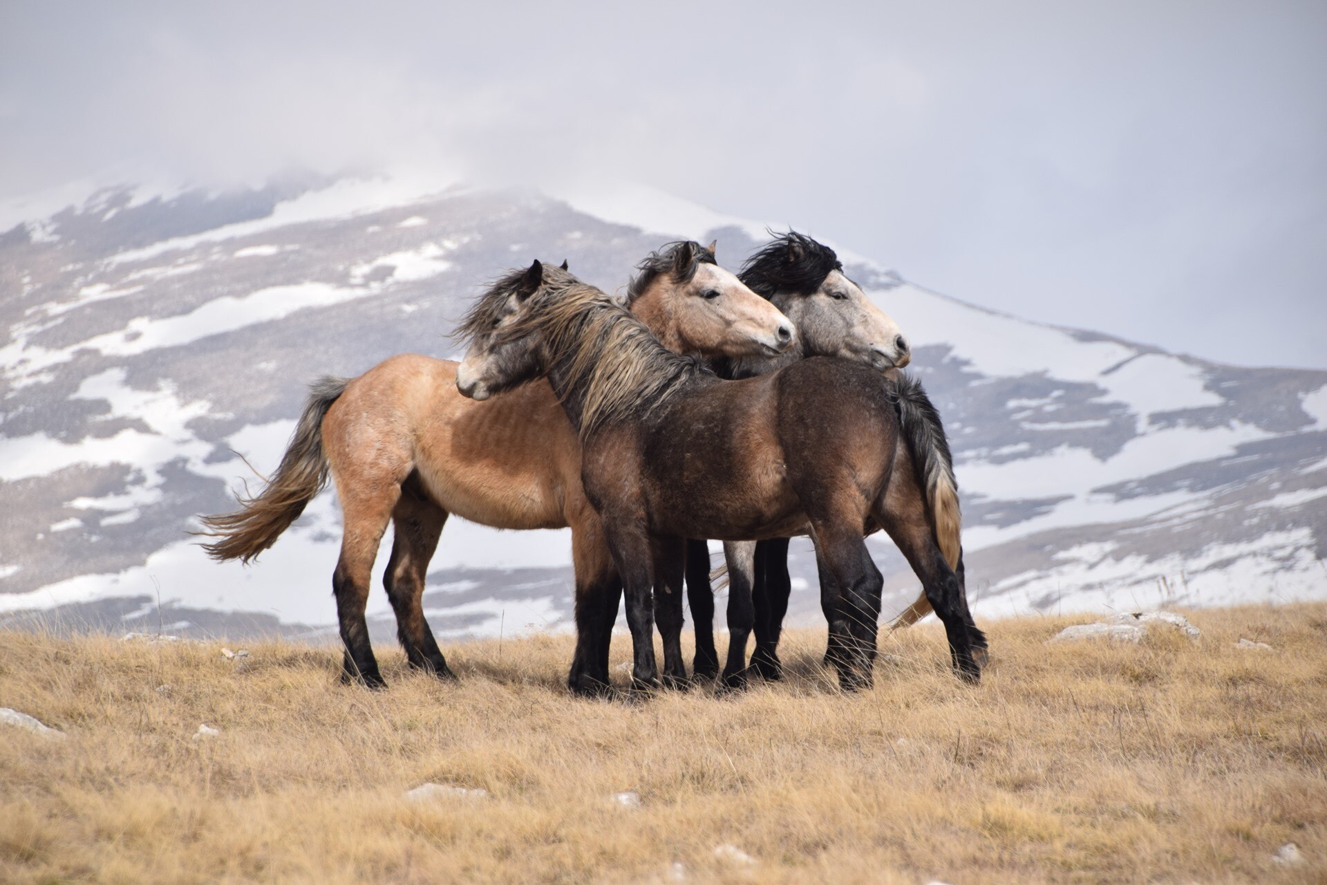 Foto: livnowildhorses.com